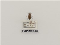 藏品(鞘翅目(2))的圖片